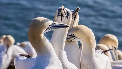 Faker：近期最棘手的中单是Chovy，单排想赢运气很重要