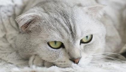 Faker：近期最棘手的中单是Chovy，单排想赢运气很重要